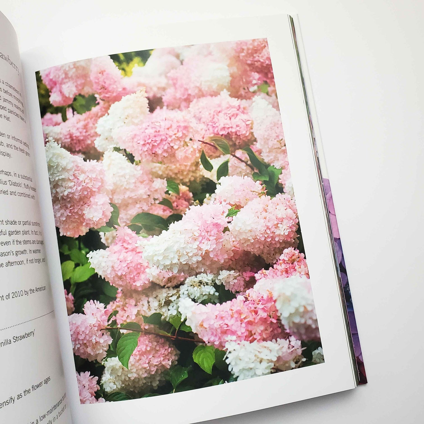 Hydrangeas: Beautiful Varieties for Home and Garden by Naomi Slade