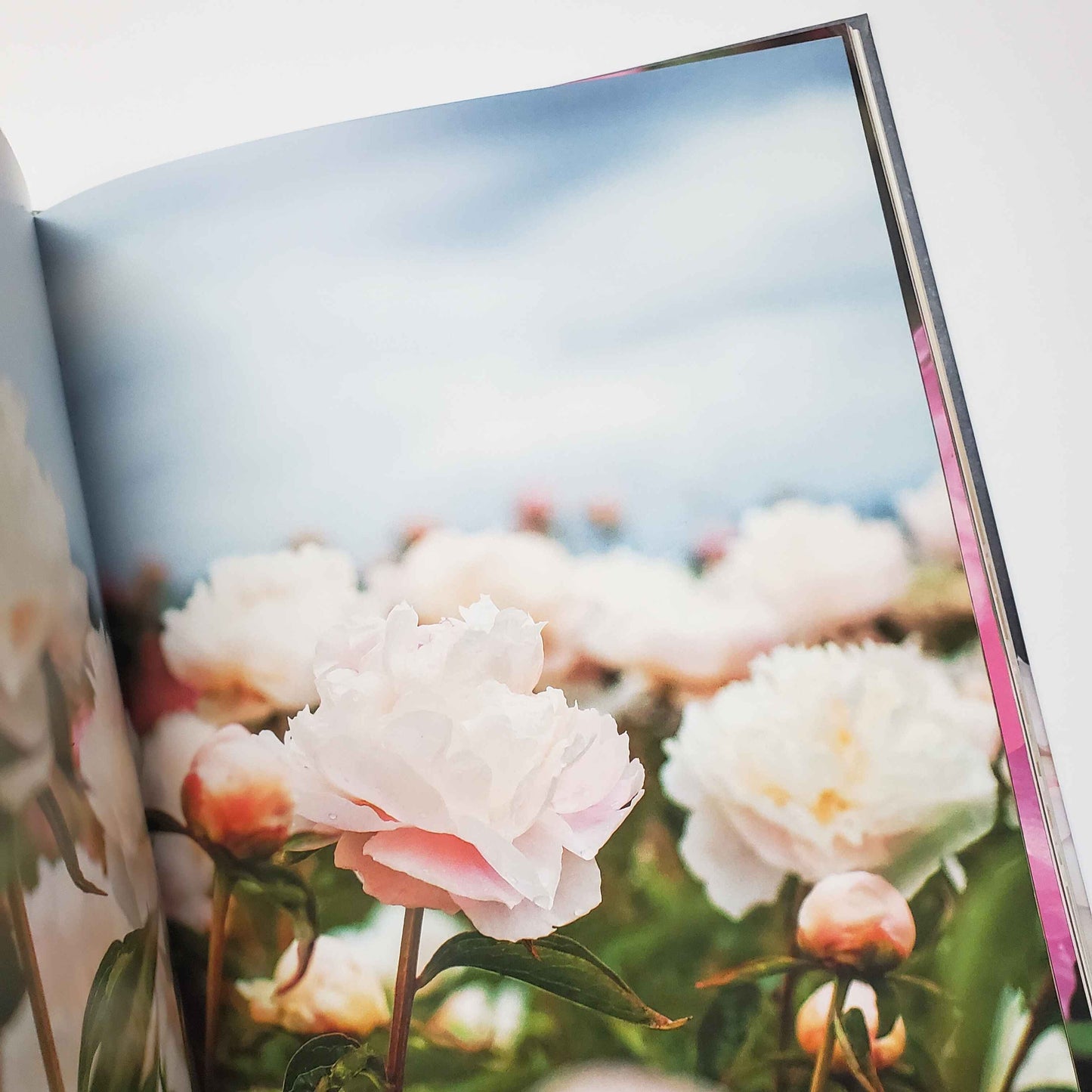Peonies: Beautiful Varieties for Home and Garden by Naomi Slade