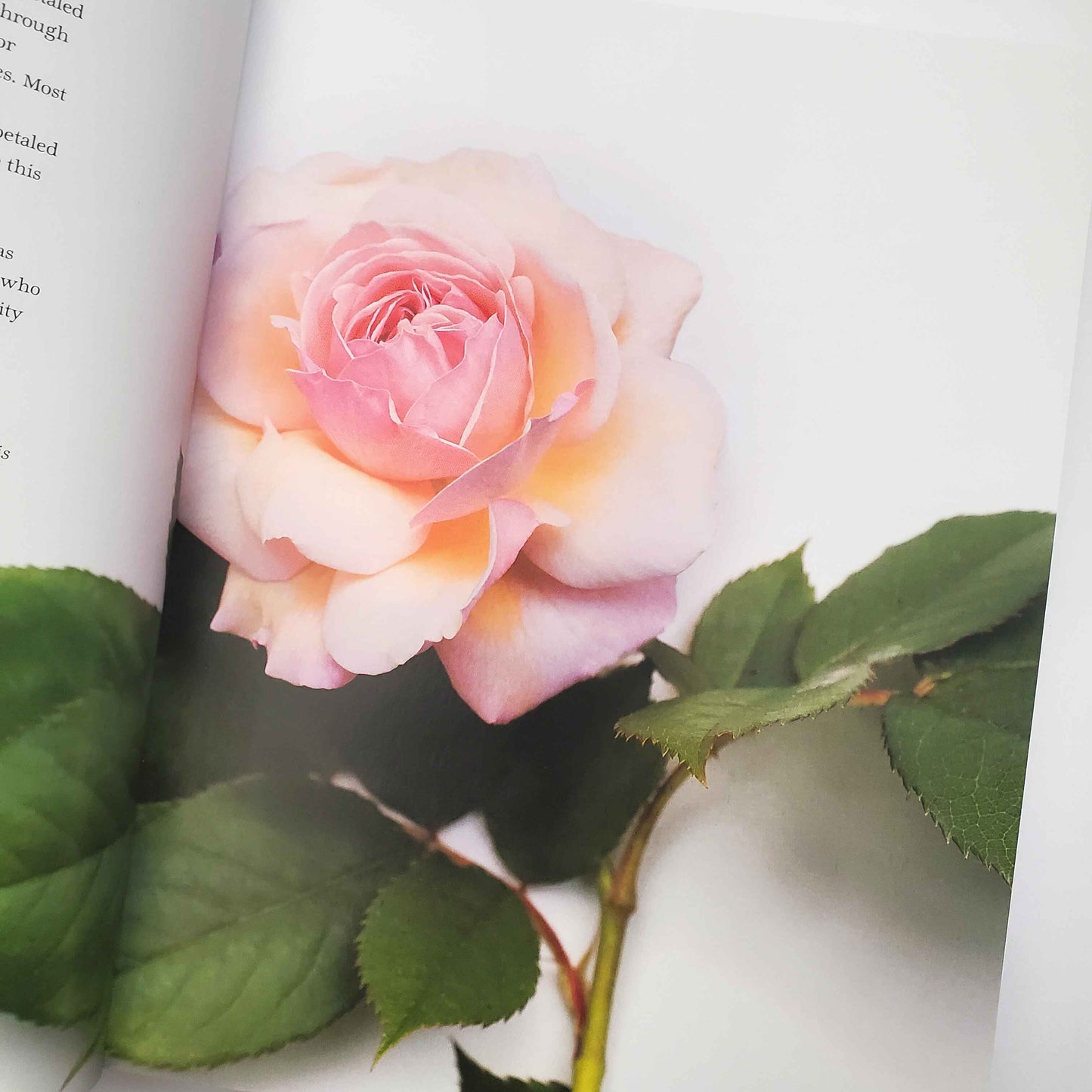 Vintage Roses: Beautiful Varieties for Home and Garden by Naomi Slade